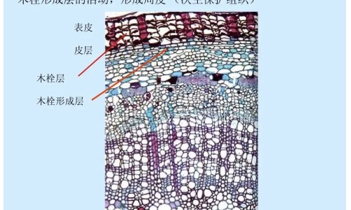 权威脑梗塞禁忌吃什么食物和水果平台,分享专业脑梗塞吃什么蔬菜食物有好处知识_脑梗塞禁忌吃什么食物网